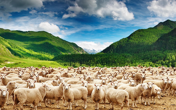 Горы стадо овец-животных фото HD обои, стадо белых овец, HD обои