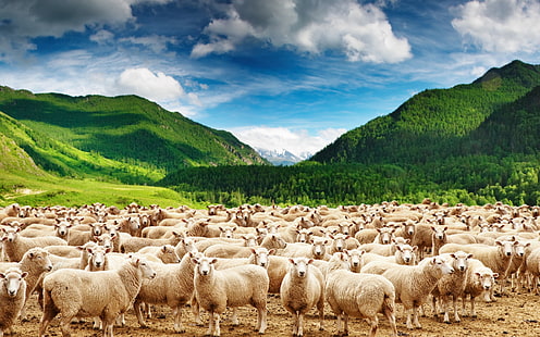 Dağlar koyun sürüsü-Hayvan Fotoğrafları HD Duvar Kağıdı, beyaz koyun sürüsü, HD masaüstü duvar kağıdı HD wallpaper