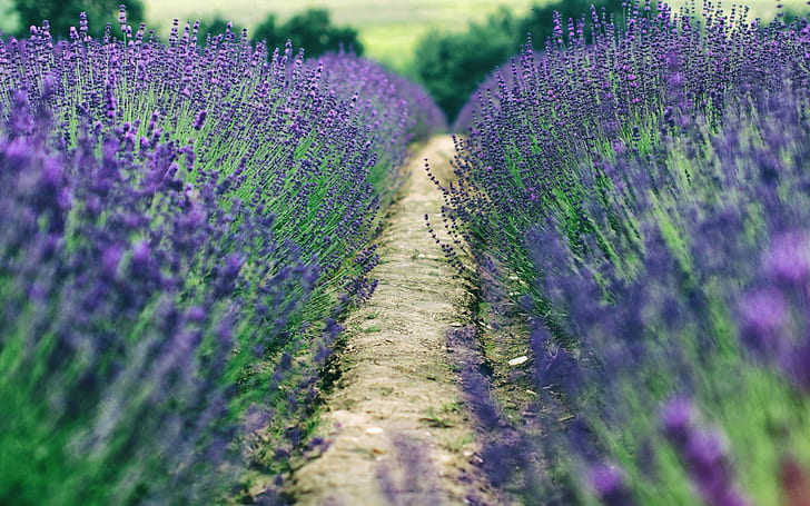 landscape, blue flowers, field, lavender, HD wallpaper