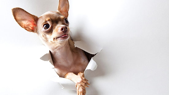 ชิวาวาสีน้ำตาลสุนัขสัตว์, วอลล์เปเปอร์ HD HD wallpaper