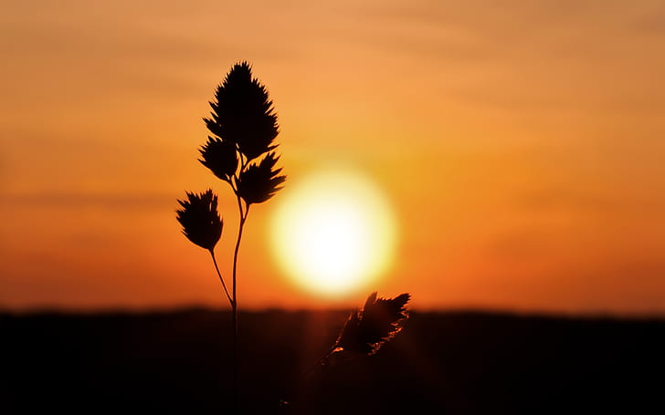 Sunset, Plant, Silhouette, Nature, silhouette photography of flower and sun, sunset, plant, silhouette, HD wallpaper