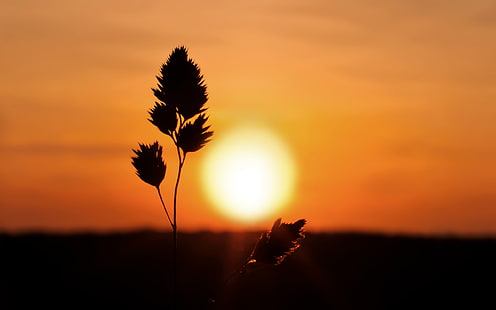 Solnedgång, växt, silhuett, natur, silhuettfotografering av blomma och sol, solnedgång, växt, siluett, HD tapet HD wallpaper