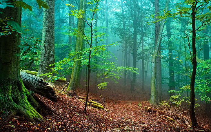 Bosque de la naturaleza con árboles altos y musgo verde, hojas caídas niebla roja Descargar fondo de pantalla hd 3840 × 2400, Fondo de pantalla HD