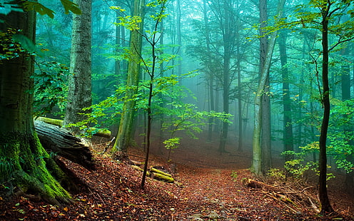 Naturskog med höga träd och grön mossa, fallna löv röd dimma Ladda ner Hd Bakgrund 3840 × 2400, HD tapet HD wallpaper