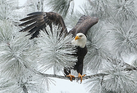 Плешив орел през зимата, плешив орел, зима, клон, ястреб, птица, плешив орел, HD тапет HD wallpaper