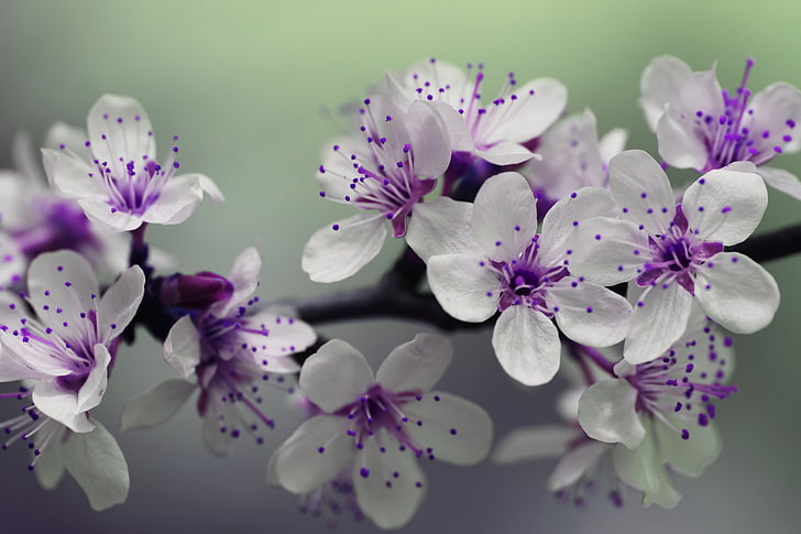 пурпурно-белый лепестковый цветок, ветка, цветение, вишня, весна, HD обои