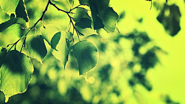green leafed tree, nature, leaves, plants, branch, green, HD wallpaper