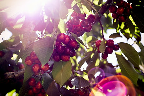 Pflanzen, Kirschen, Obst, Kirschen (Lebensmittel), HD-Hintergrundbild HD wallpaper