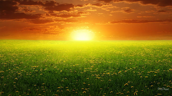 Слънце толкова ярко, оранжево, вечер, ярко, глухарчета, зелена трева, залез, цветя, поле, изгрев, хоризонт, HD тапет