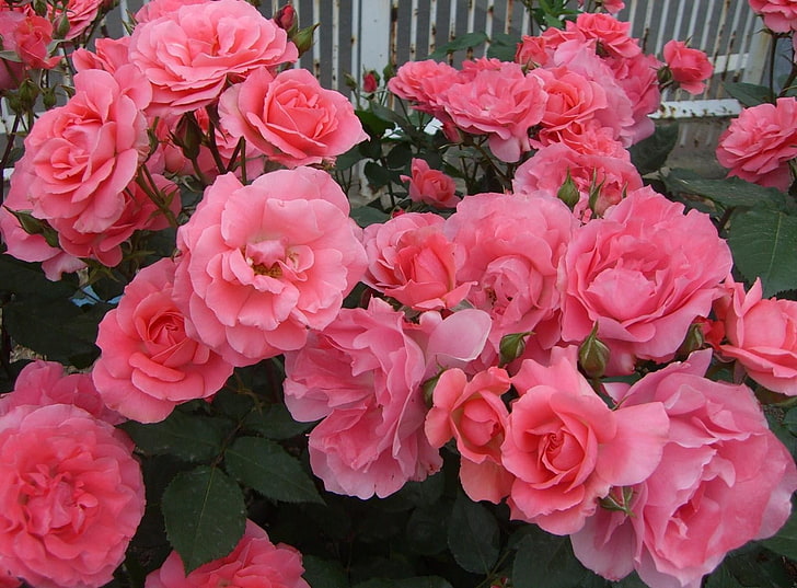 rosa rosblommor, rosor, blommor, trädgård, staket, skönhet, knoppar, löv, HD tapet
