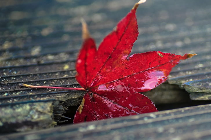 closeup photo of red leaf, HMM, Maple leaf, old wood, deck, closeup, photo, red leaf, Tamron, 90mm, F2.8, Macro, Japanese maple, Machida, park, ILCE-7M2, Space, In Between, Mondays, Tokyo  Japan, autumn, leaf, nature, season, red, close-up, yellow, backgrounds, tree, HD wallpaper