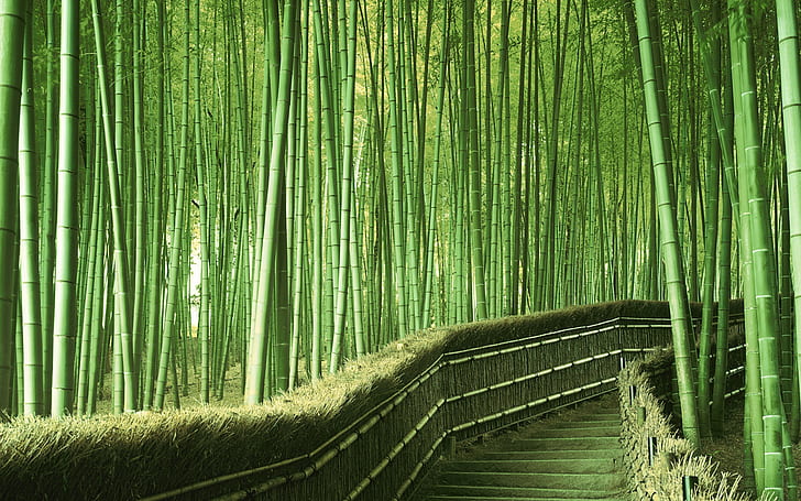 Promenade dans la forêt de bambous, Promenade, Bambou, Forêt, Fond d'écran HD