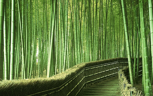 เดินเล่นในป่าไผ่, ทางเดินเล่น, ไม้ไผ่, ป่า, วอลล์เปเปอร์ HD HD wallpaper