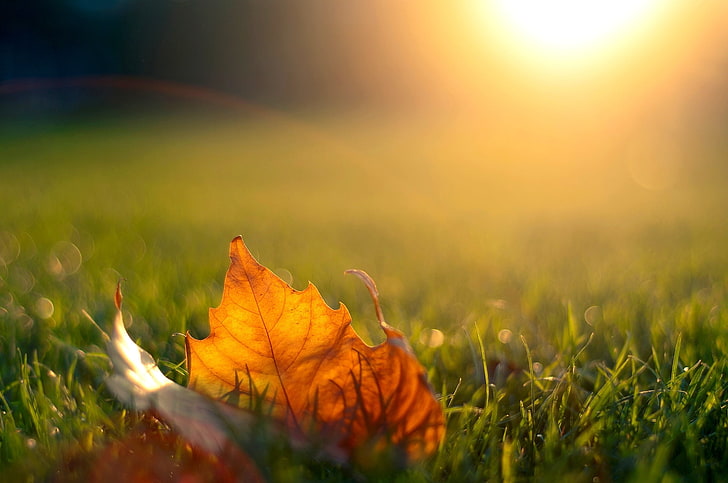orange maple leaf, autumn, grass, the sun, light, sunset, nature, sheet, the evening, maple, HD wallpaper