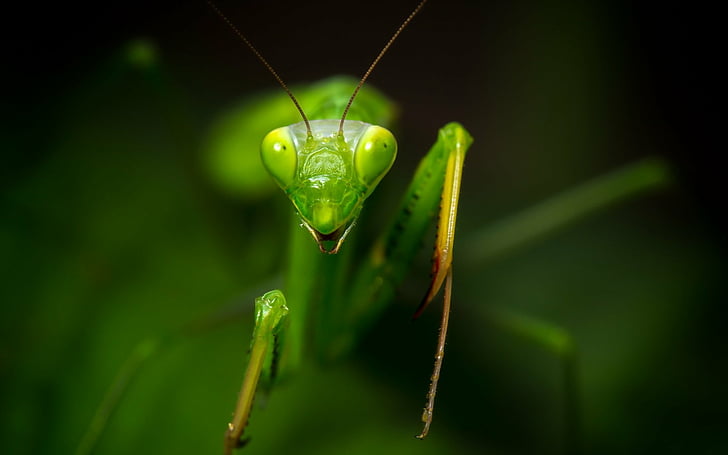 Animal, Praying Mantis, HD wallpaper