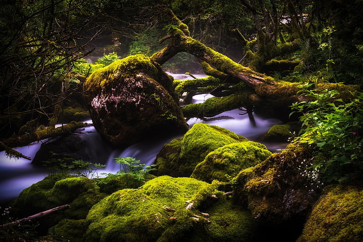 tree over river, photography, nature, landscape, water, fall, trees, dead trees, moss, green, plants, rain, HD wallpaper