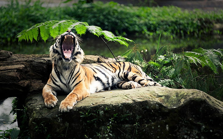 tiger, animals, nature, open mouth, yawning, depth of field, big cats, HD wallpaper