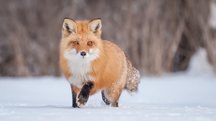 winter, snow, Fox, red, HD wallpaper