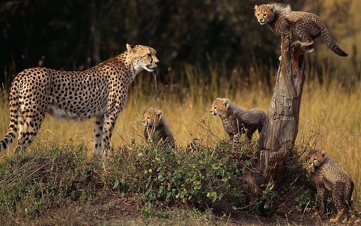 zwierzęta rodzinne gepardy drzewo genealogiczne dzikie koty małe zwierzęta Natura Drzewa sztuka HD, zwierzęta, rodzina, dzikie koty, gepardy, małe zwierzęta, drzewo genealogiczne, Tapety HD