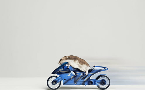 Hamster - Lucu, biru, hamster, motorola, binatang, Wallpaper HD HD wallpaper