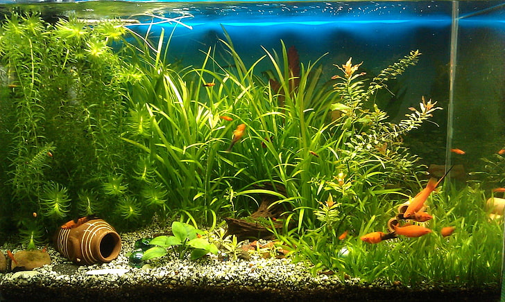 aquarium macbook  hd, HD wallpaper