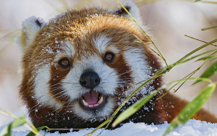 röd panda, djur, natur, snö, närbild, öppen mun, HD tapet