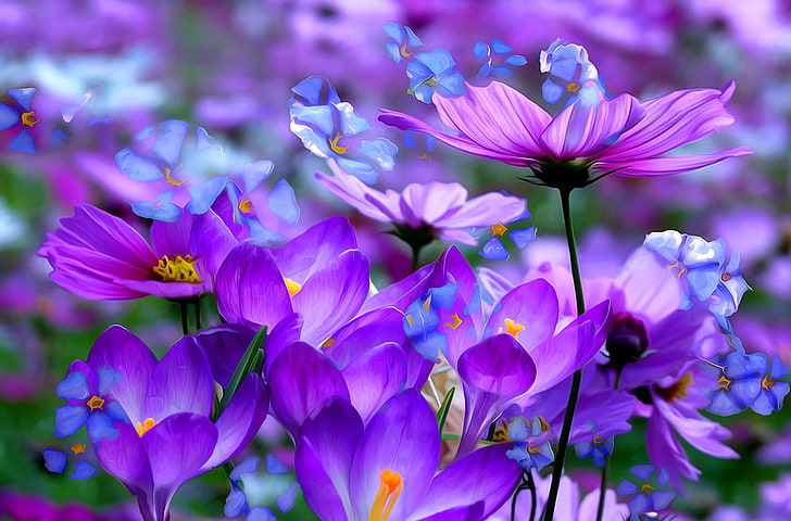 orange Krokusblumen, rosa Kosmosblumen und blaue Vergissmeinnichtblumen, Makro, Linie, Blumen, Farbe, Blumenblätter, Krokus, kosmeya, HD-Hintergrundbild