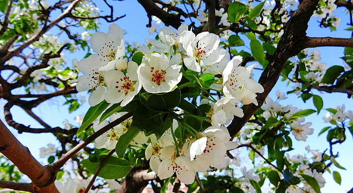 Pear Blossom, Seasons, Spring, nature, iran, flower, season, pear, fresh, HD wallpaper