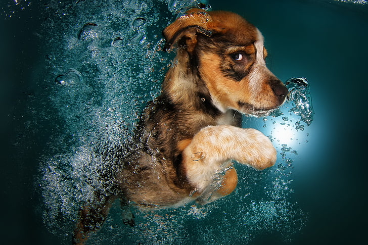 cachorro, engraçado, embaixo da agua, animais fofos, border collie, HD papel de parede