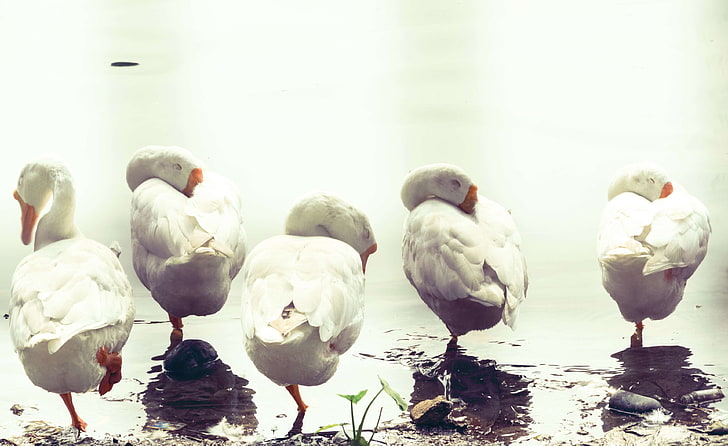 geese, sleeping birds, swan, swans enjoying sleep standing on one legs, wildlife photography, HD wallpaper