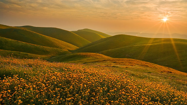 nature, flowers, landscape, hills, yellow flowers, Sun, HD wallpaper