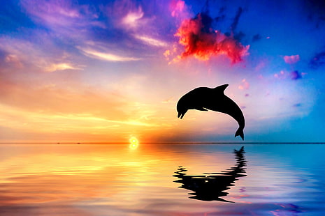 море, делфин, залез, HD тапет HD wallpaper