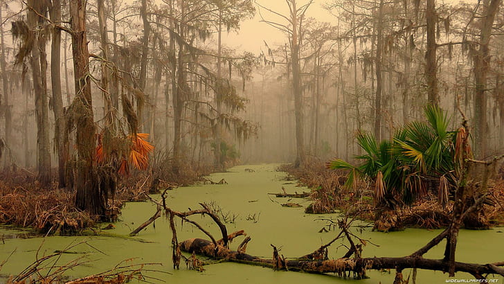 Neblina en el pantano, bosque, extremidades, neblina, pantano, verde, naturaleza y paisajes, Fondo de pantalla HD
