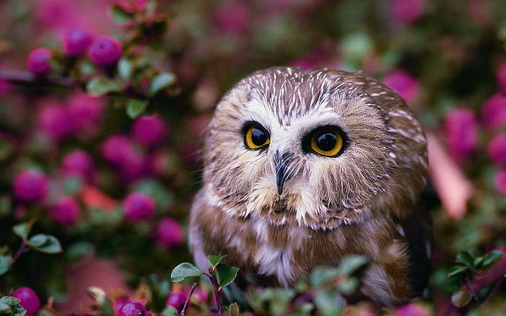 Bird Owl For Mobile, birds, bird, mobile, HD wallpaper