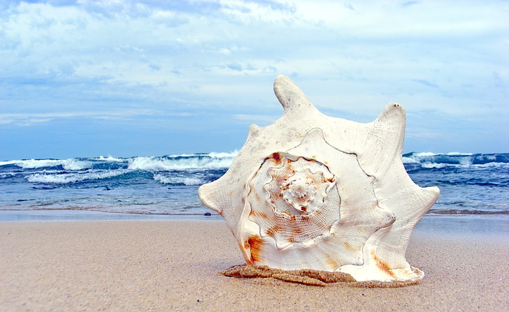 Giant Shell, white and brown seashell, Animals, Sea, Giant, Shell, HD wallpaper