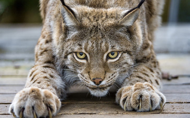 Cute lynx, cat, eyes, claws, face, grey and brown lynx, Cute, Lynx, Cat, Eyes, Claws, Face, HD wallpaper