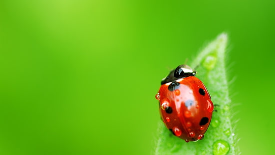 Green background, leaf, red ladybug, red and black spots beetle, Green, Background, Leaf, Red, Ladybug, HD wallpaper HD wallpaper
