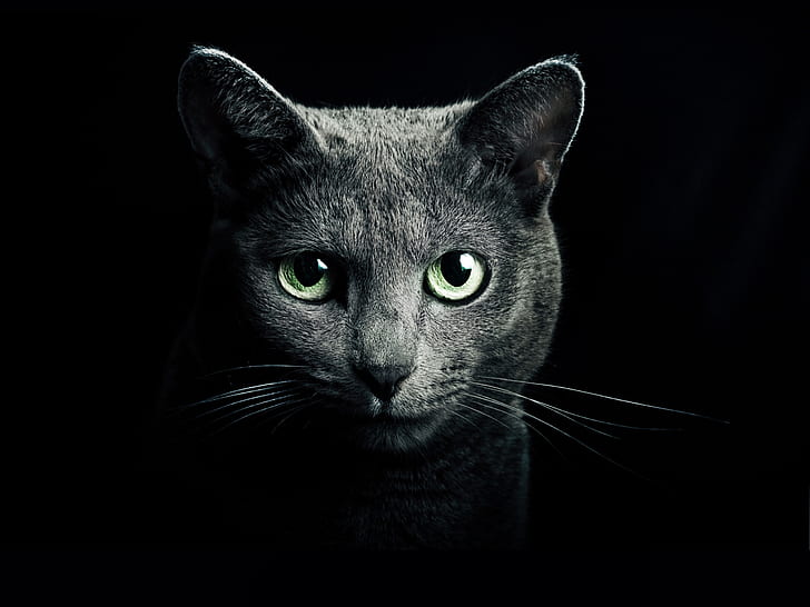 Schwarze Katze, grüne Augen, schwarzer Hintergrund, schwarze Kurzhaarkatze, Schwarz, Katze, Grün, Augen, Hintergrund, HD-Hintergrundbild
