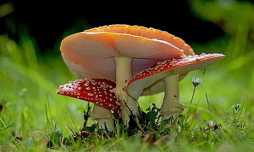 depth of field photography of red and orange mushrooms, Amanita muscaria, depth of field, photography, red, orange, Mushrooms, fungi, Fly agaric, sony, Nature, Lover, Geo-Tagged, flickr, bokeh, D O, O F, photos, fungus, mushroom, forest, autumn, toadstool, poisonous, toxic Substance, fly Agaric Mushroom, season, grass, close-up, plant, HD wallpaper HD wallpaper