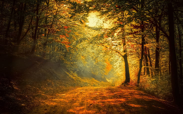 Осень, лес, дорога, деревья, солнечный свет, Осень, лес, дорога, деревья, солнечный свет, HD обои
