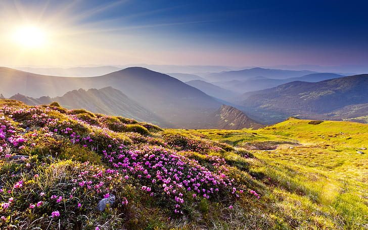 flowers, grass, haze, hills, landscapes, meadow, mountains, nature, plants, scenic, sky, sun, sunlight, view, HD wallpaper