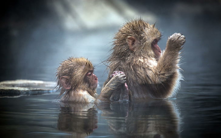 Bathing apes, funny, bathing, apes, monkeys, bath, animals, HD wallpaper