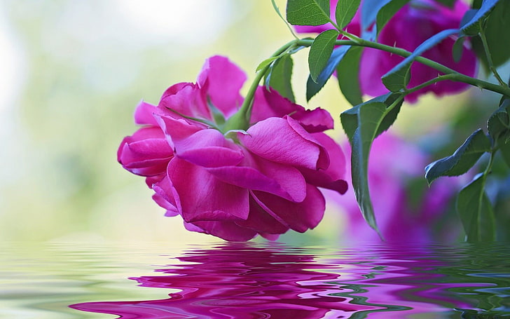 Beautiful Flower Pink Rose Green Leaves Reflection In Water Wallpaper Hd, HD wallpaper