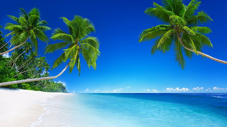 träd, sommartid, blå himmel, sandstrand, sand, vit sand, strand, palm, semester, dagtid, tropisk strand, tropikerna, strand, hav, vatten, arecales, hav, palmträd, karibien, himmel, natur, HD tapet