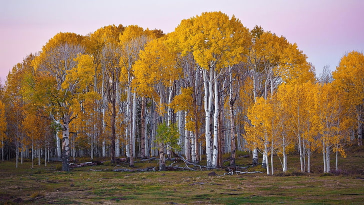 yellow leafed tree, forest, fall, Utah, landscape, HD wallpaper