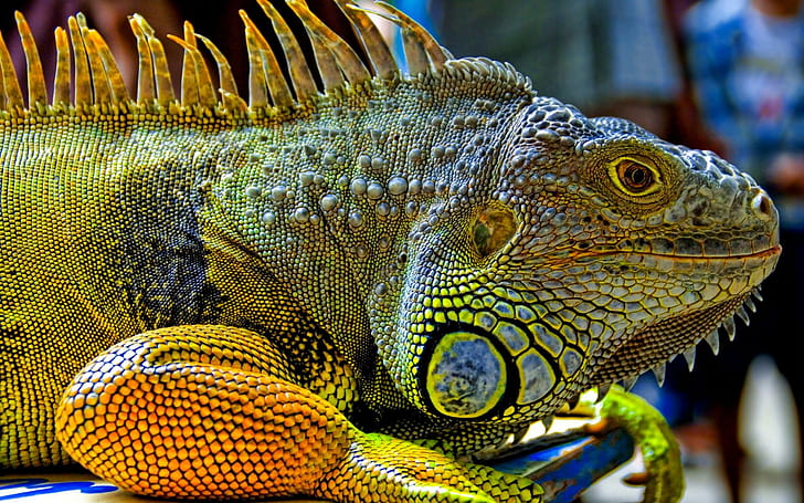 Colourful Creature, scales, colourful, reptile, iguana, lizard, female, animals, HD wallpaper