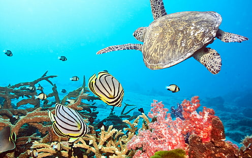 السلاحف ، تحت الماء ، البحر ، الحيوانات، خلفية HD HD wallpaper