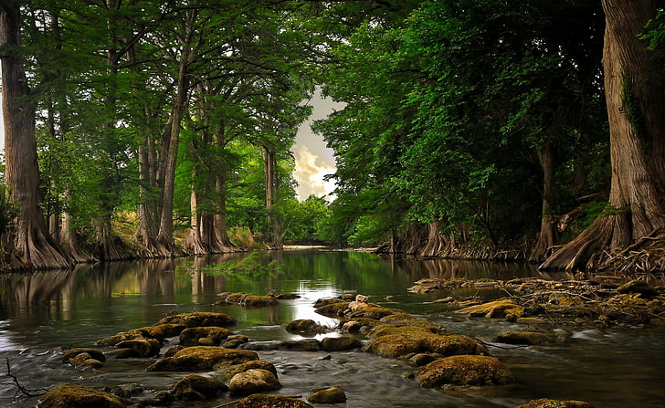 자연, 강, 나무, 강, 근처, 뿌리 강 근처 나무 뿌리, 녹색 잎이 달린 식물, HD 배경 화면