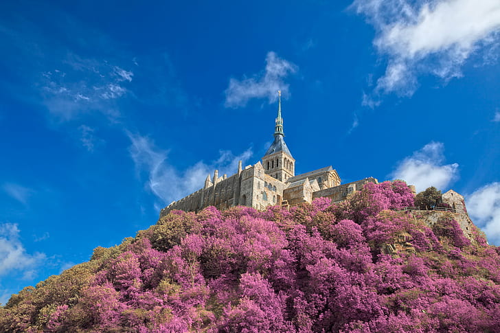 brown concrete building near purple petaled flowers, mont saint-michel, mont saint-michel, Mont Saint-Michel, Castle, Tickle Me Pink, HDR, concrete, building, purple, flowers, mont  saint-michel, tickle  me  pink, france, french, normandy, mount  saint  michel, europe, landmark, architecture, background, monument, fortress, fort, tower, history, historic, historical, old, ancient, medieval, cliff, stone, big, great  beauty, beautiful, pretty, epic, classic, fantasy, fantastic, surreal, ethereal, travel, tourism, outdoor, outside, outdoors, sky, cloud, clouds, violet  blue, cyan, colorful, colourful, vivid, stock, resource, image, photo, photograph, picture, ca, day, church, famous Place, cathedral, tree, HD wallpaper