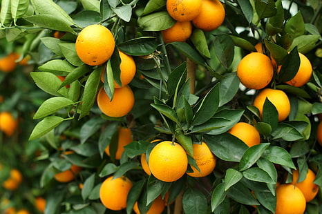 Blätter, Baum, Orange, Obst, Zitrusfrüchte, HD-Hintergrundbild HD wallpaper